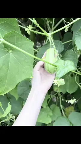 #ขาวไว #javana #ครีมขาว #จาวาน่า #ขาว 