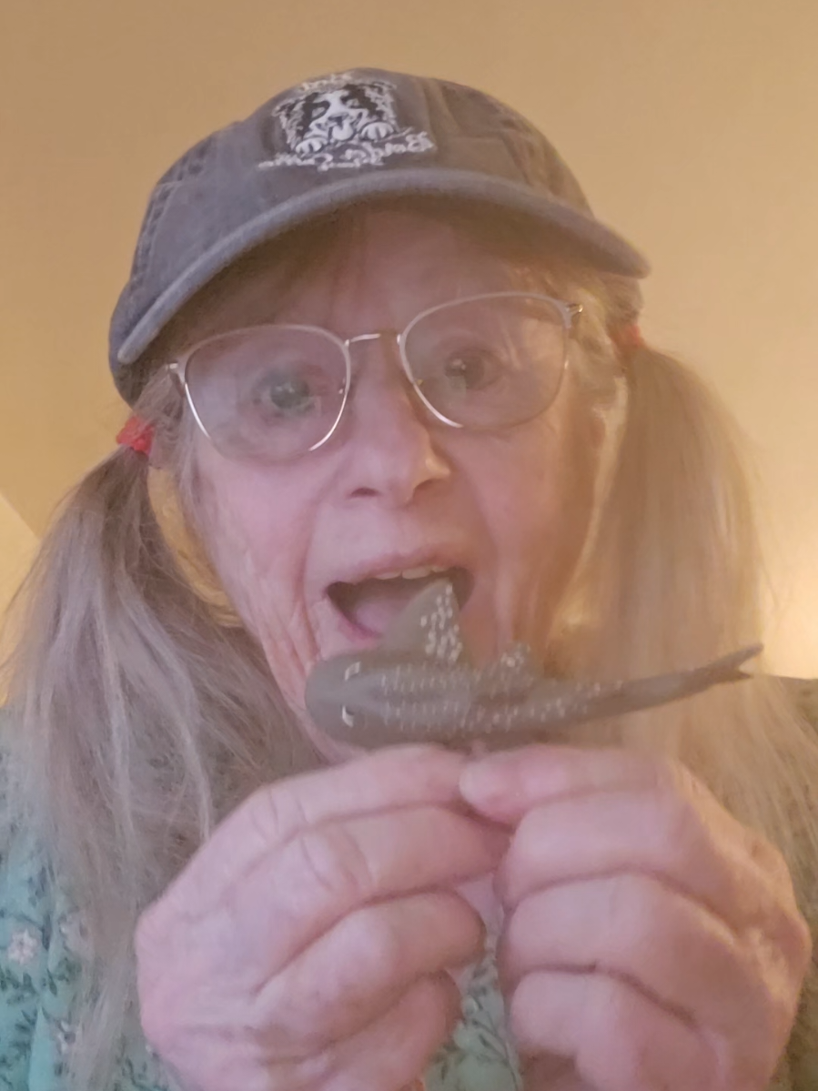 Shovel nose guitar fish. #oceanlife . #fish . #ocean . #seacreature . #strange 