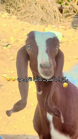 #ذكاء_اصطناعي #غنم #حلال #اغنام #kpop #tiktok #f #real 