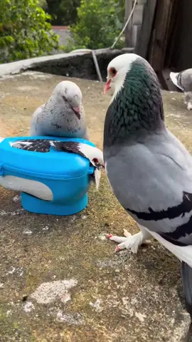 “Hobi ini memang sederhana, tapi bahagianya nggak bisa dijelasin.” #bismillahfyp #merpatiplontangindonesia 