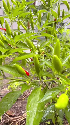 TikTok Nepal  🇳🇵 TikTok USA  🇺🇸 