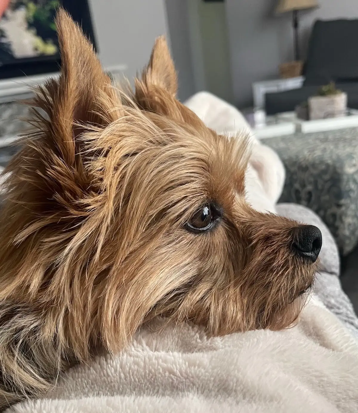 Day 3 and I miss you more than ever. I kept waiting for you to wake me up this morning. Your brother misses you too and is also looking all over for you. Your forever in our hearts #petlife #petloss 