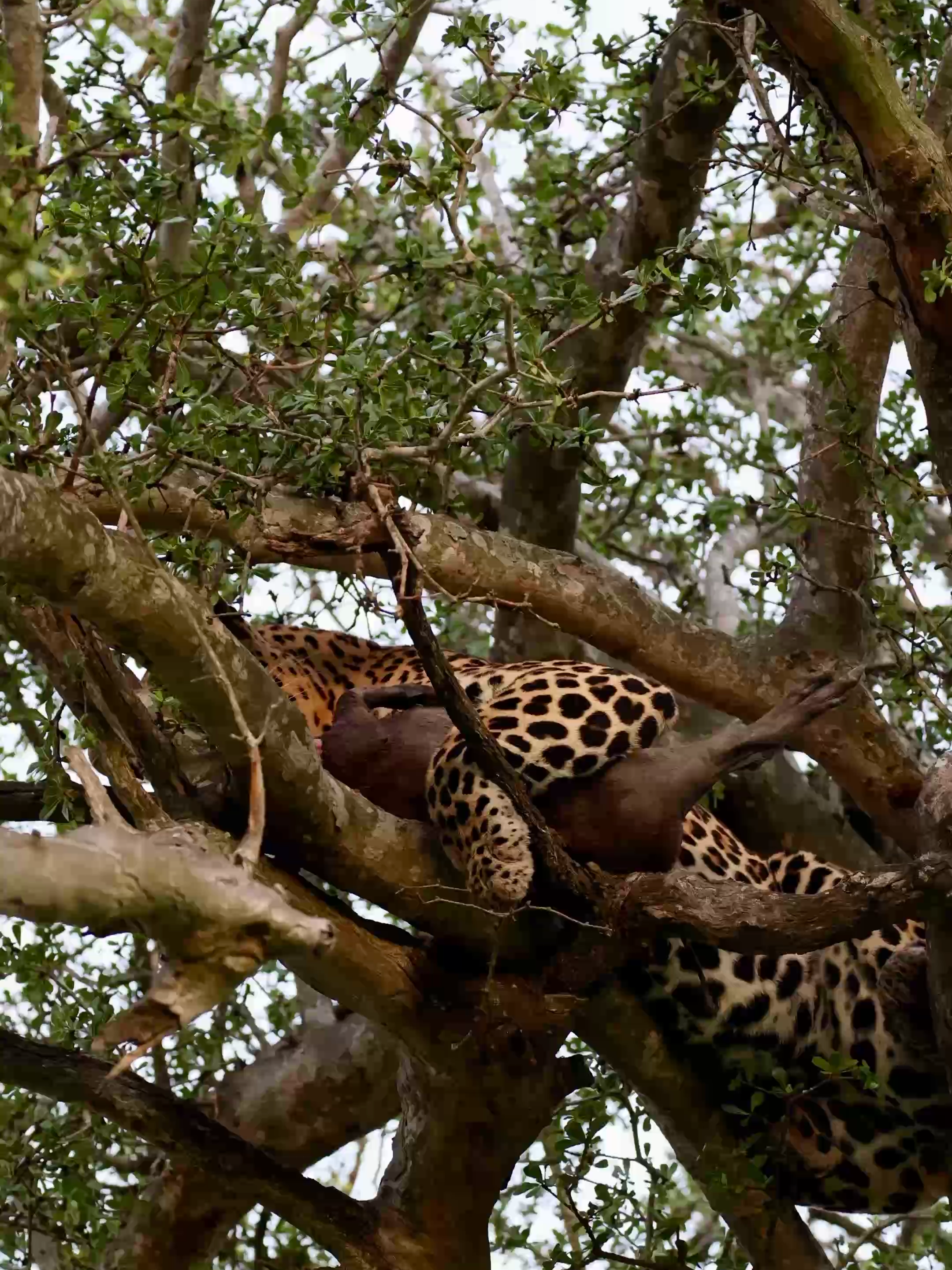 Look up! The Ntomi male leopard secures his warthog kill high in the branches 🌿 #wildanimals #wildlife #southafrica #catsoftiktok #animalvideos #animalsoftiktok #leopard #nature #safari #africa