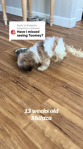 Replying to @Bridgette Hargrove Toomey arrived on Thursday Sept 18th. He is in ICU with what we think is distemper. Fingers crossed this boy comes home!  #eddiesranch #rescuedog 
