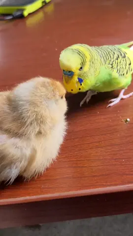 Chicken and budgerigar 🤗💗🌞 #perokeet #budgerigar #birdsoftiktok #periquitoverde #папуга 