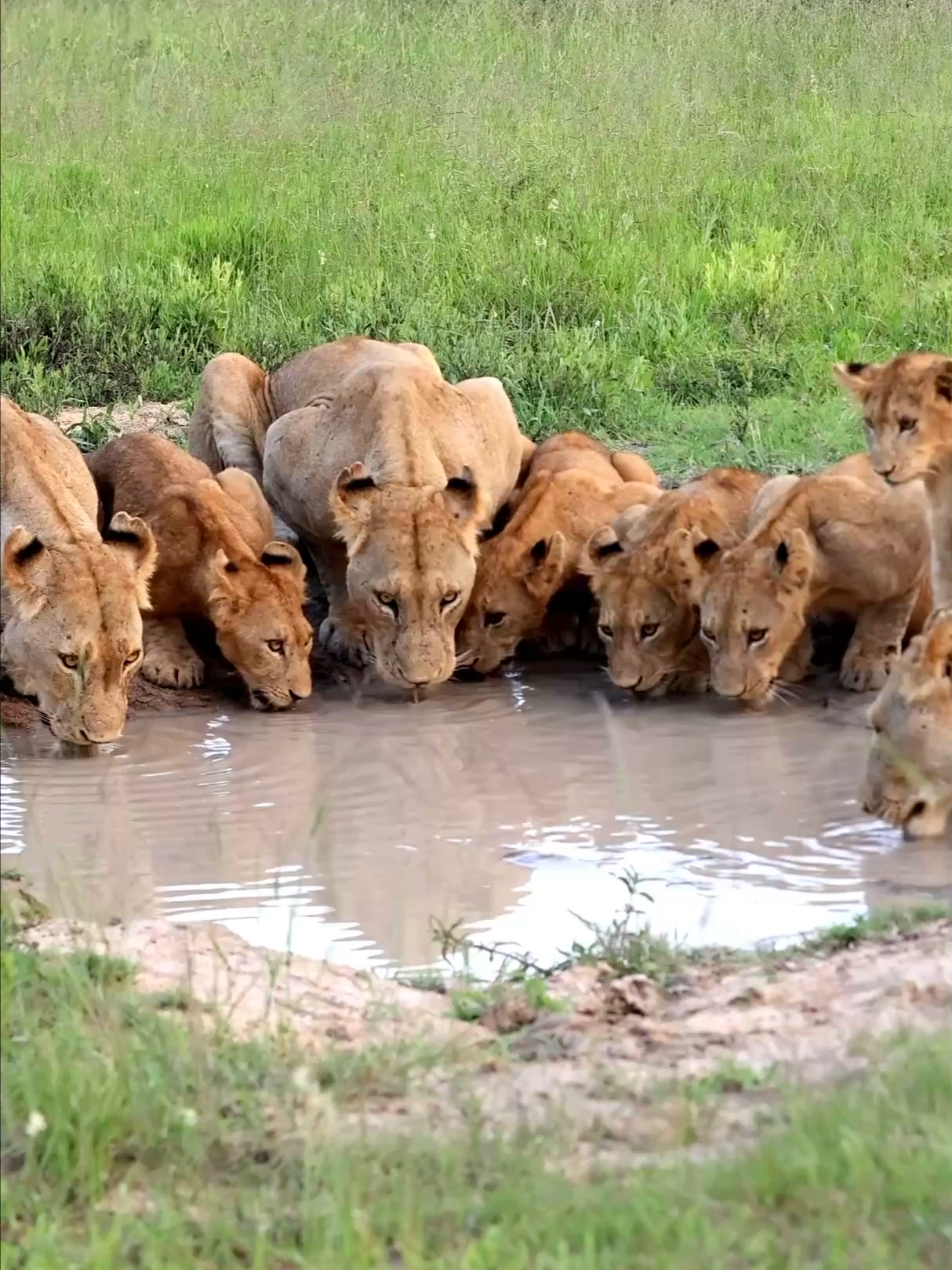 A spectacular gathering of the entire lion pride at a waterhole 🌿💧🐾 #wildanimals #catsoftiktok #wildlife #southafrica #safari #nature #animalsoftiktok #animalvideos #lion