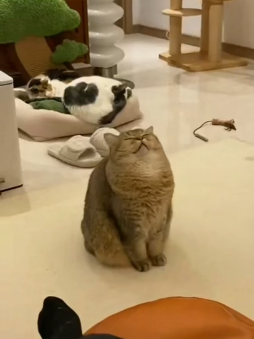 #storykucinglucu #catlover #anabulstory #kucingtiktok #anabulgembul 