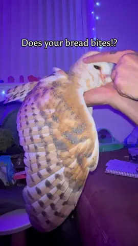 Breads , owls, cats & dog have a great sense of reading energy 🤍✨  #Love #really #energy 