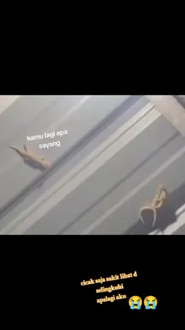 # .... cicaknya merana karena cinta  🤣🤣🤣😭#fyppppppppppppppppppppppp #viral #anjani #fyppppppppppppppppppppppp 