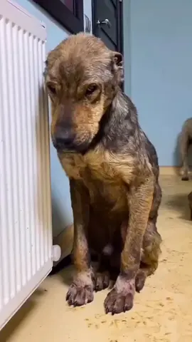 Zavallı köpek, onun sevgiye ihtiyacı var. 💗💗🤗🤗💗💗