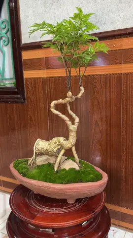 Đinh lăng dáng thú 😁 Ai quan tâm nhắn tin em gl nhé #bonsaimini #bonsai #bonsaininhbinh 