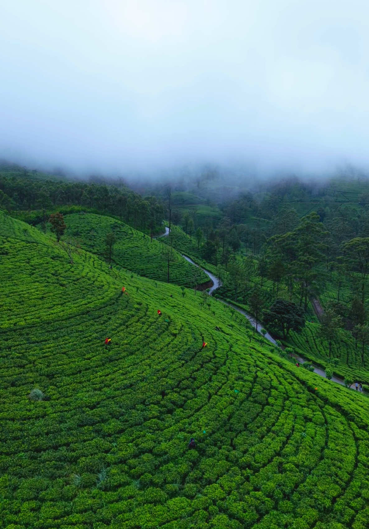 #creatorsearchinsights  Rainy Days in Nanu Oya Sri Lanka 🇱🇰  #flicksproproductions #flickspro #dronevideography #dronevideo #fy #fyp #foryou #foryoupage #fypシ゚ #srilanka #nanuoya #rain 