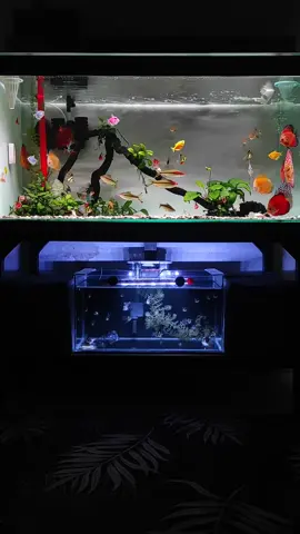 Rawatlah Airnya, selebihnya biar Air yang merawat ikannya,. #aquarium #aquascape #ikan #ikanhias #fish #fyp #semuaorang #vidio #discus #viral 