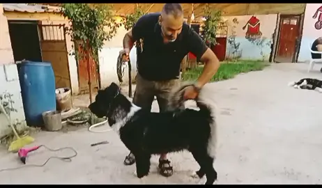 #تدريب_كلاب #شعب_الصيني_ماله_حل😂😂 #ديم سفيان