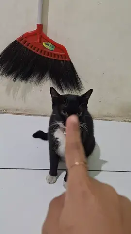 lagu kesukaan Blacky#blacky_fams #blackcatsoftiktok #Blacky_fams 