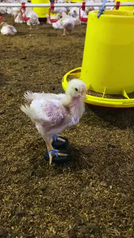 Ayambroiler 😅 #ayambroiler #kandangclousehouse #CapCut 