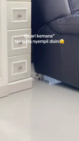 MiuMiu😸 #doglife #doglifestyle #cutedog #cuteanimal #cutepet 