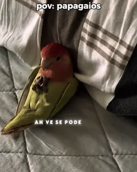 pov: papagaios... #memestiktok #papagaio #memesbr #perolasbrasileiras #pov #papagaiofalante