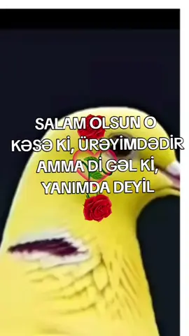 #sevgi #məhəbbət #çevireyigör #keşfet #fy 