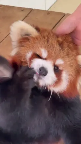 Red panda so cute #redpanda #cute #cuteanimals #zoo #panda 