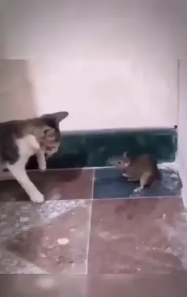 #viral #FunnyAnimals #fyp #Ghanacomedy #skinnyman 