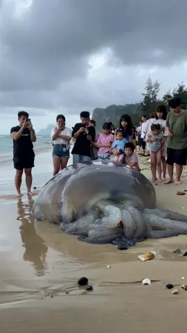 🛑 BREAKING: Giant Jellyfish-Like Creature Washes Ashore in Thailand Locals Capture Unbelievable Footage on Camera #OceanMystery #SeaCreature #BreakingNews #ViralFootage #sighting 