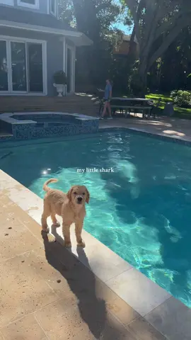 he just loves jumping in the pool!!  #goldenretrieverpuppy #adorablepets #waterdog #swimmingdog #puppylife 