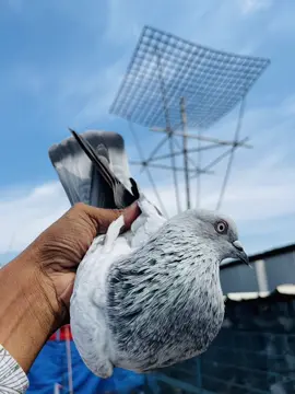 #pigeon #কবুতরবাজ🌹 #কবুতর_আমার_খুব_শখের😍🌺 