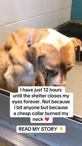 I couldn’t walk away from Daisy. She was trapped in the shelter’s goodbye room — 12 hours from losing her life forever. Not because she was aggressive. Not because she was unlovable. But because a cheap collar burned her skin until no one wanted her anymore 💔 I signed the papers with shaking hands. No plan. No supplies. Just one broken soul who still deserved love. The first nights were torture. She cried, she scratched until she bled. Her body raw with sores, Her eyes begging for a relief she had never known. The vet told me: chemical burns, neglect, infestations. If I fought for her now, she had a chance. That’s when I found BugMD Flea & Tick Concentrate. 🌿 Plant-powered. Gentle on pets and homes. 🚫 Kills fleas, ticks, and mites fast. ✨ Keeps them from coming back. I sprayed her bedding, her blankets, even the kennel. And slowly, Daisy transformed: 🌱 The itching stopped. 🌱 Her sores began to heal. 🌱 She finally slept through the night. 🌱 And one morning… her tail wagged. 🐾 Today Daisy isn’t just alive. She’s safe. She’s loved. She knows she matters. 💚 Every single day I think… If I had waited just 12 hours longer, She wouldn’t be here. 👉 I got BugMD on Amazon (link in bio). Give your pup the relief — and second chance — they deserve. 🙏 #bugmd #rescuedog #fleacontrol #doghealth #adoptdontshop 