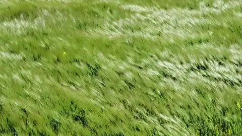 Có những ngày lặng ngồi bên hiên, chợt nghe mùi gió cũ ùa về, mang theo tiếng cười năm tháng đã ngủ yên. Ký ức chẳng bao giờ chịu rời đi, chúng nằm im trong một góc tim, chỉ chờ một bản nhạc quen, một mùa lá rơi, là thức dậy, làm ta bồi hồi đến lạ. Thì ra, tuổi trẻ chẳng hề mất đi, nó chỉ đang sống lại mỗi khi lòng ta chạm vào miền ký ức. #caption #yenbinh #thiennhien #chualanh 