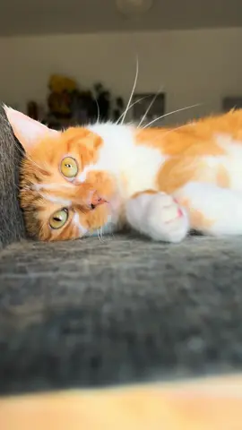 #likesugartrend #likesugaronmytonguetrend #cattrend #likesugar #catsoftiktok 