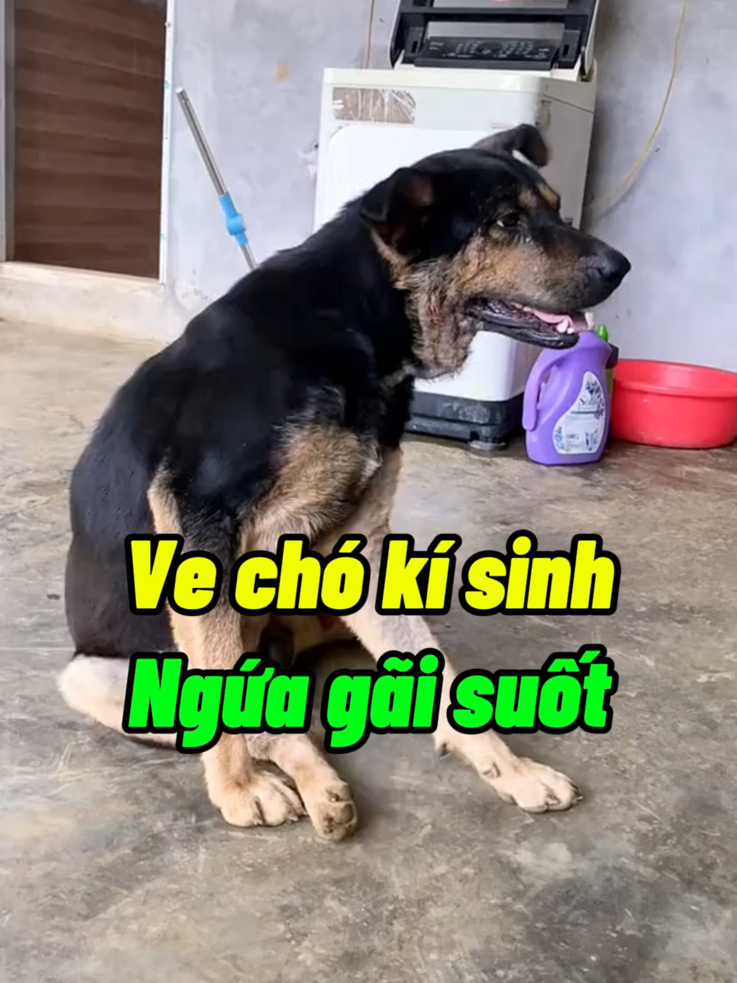 Chó gãi ngứa suốt do ve rận bọ chét kí sinh, phải làm thế nào #chobivecho #vecho #chobingua #chobighe #bochetchomeo