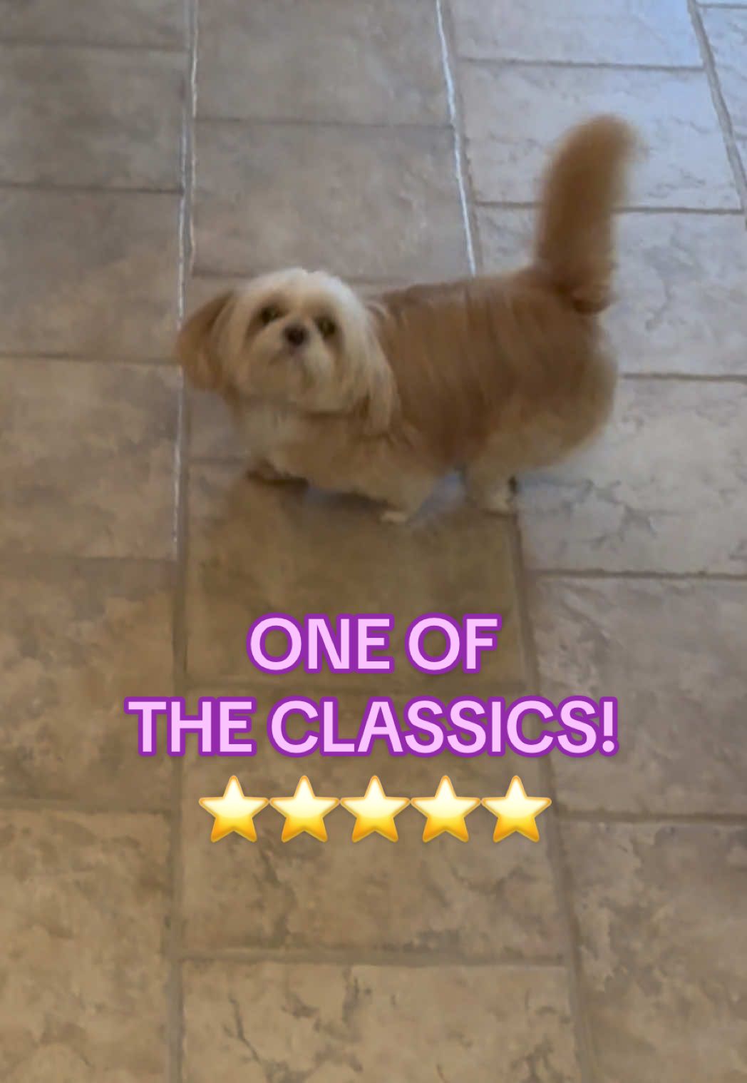 GOOOOOD MORNING! Xoxo, Pastina! ⭐️ #fyp #shihtzu #dogsoftiktok #dog #pastinathestar 