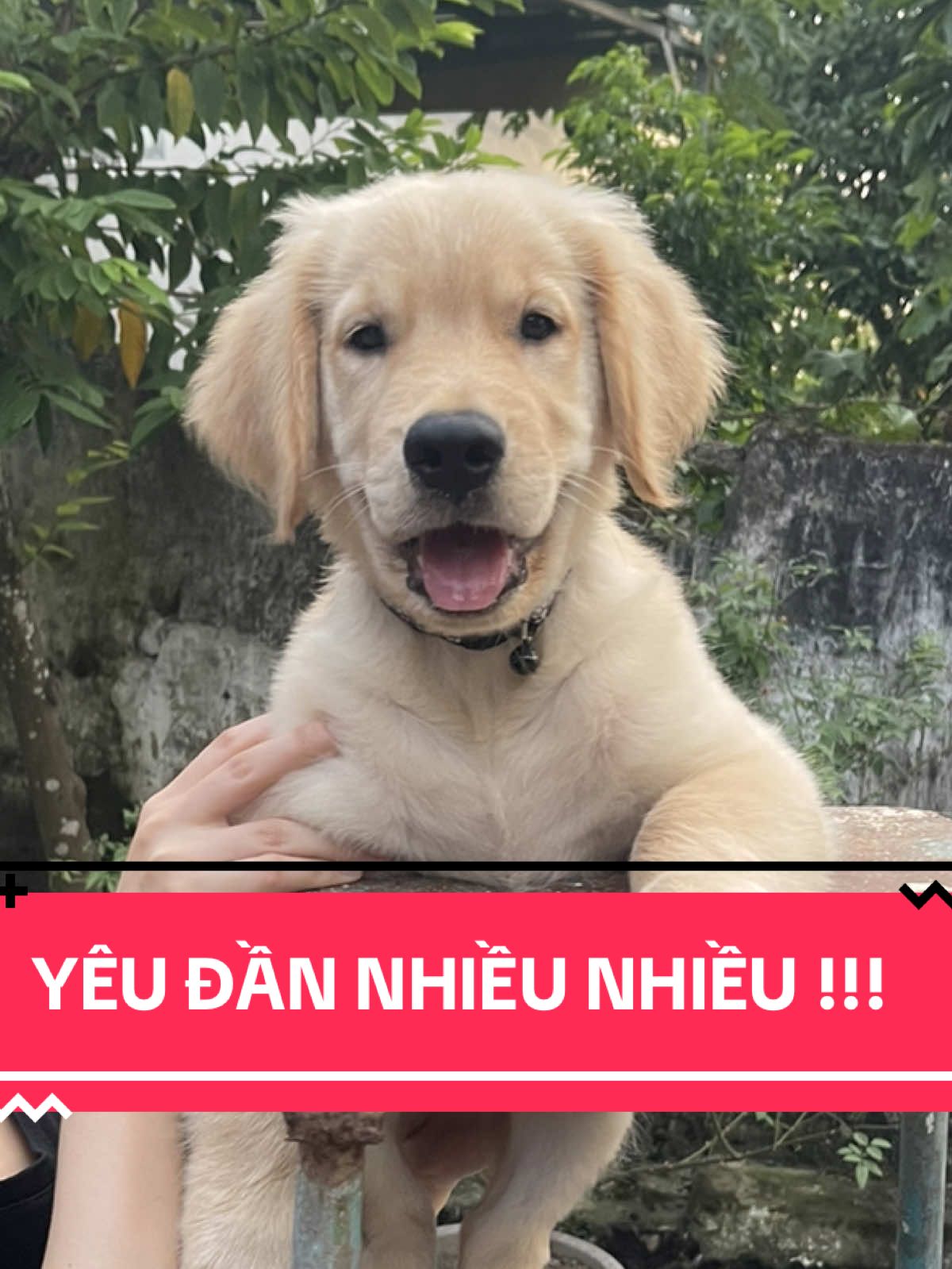 Mỗi ngày yêu em Đần thêm nhiều chút 🥰😘#tiktokviral #goldenretriever #doglover #cunyeu #đầnđần 