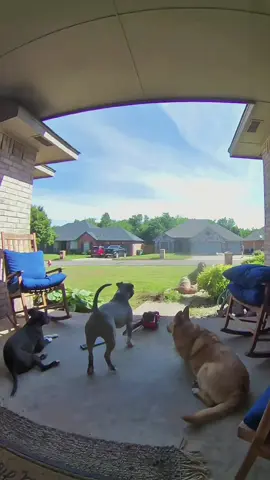 Try not to laugh 😂😂😂 #animals #dog #pet #haha #cat 