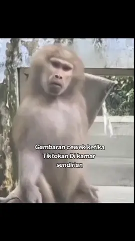 monyet joget #fyppppppppppppppppppppppp 