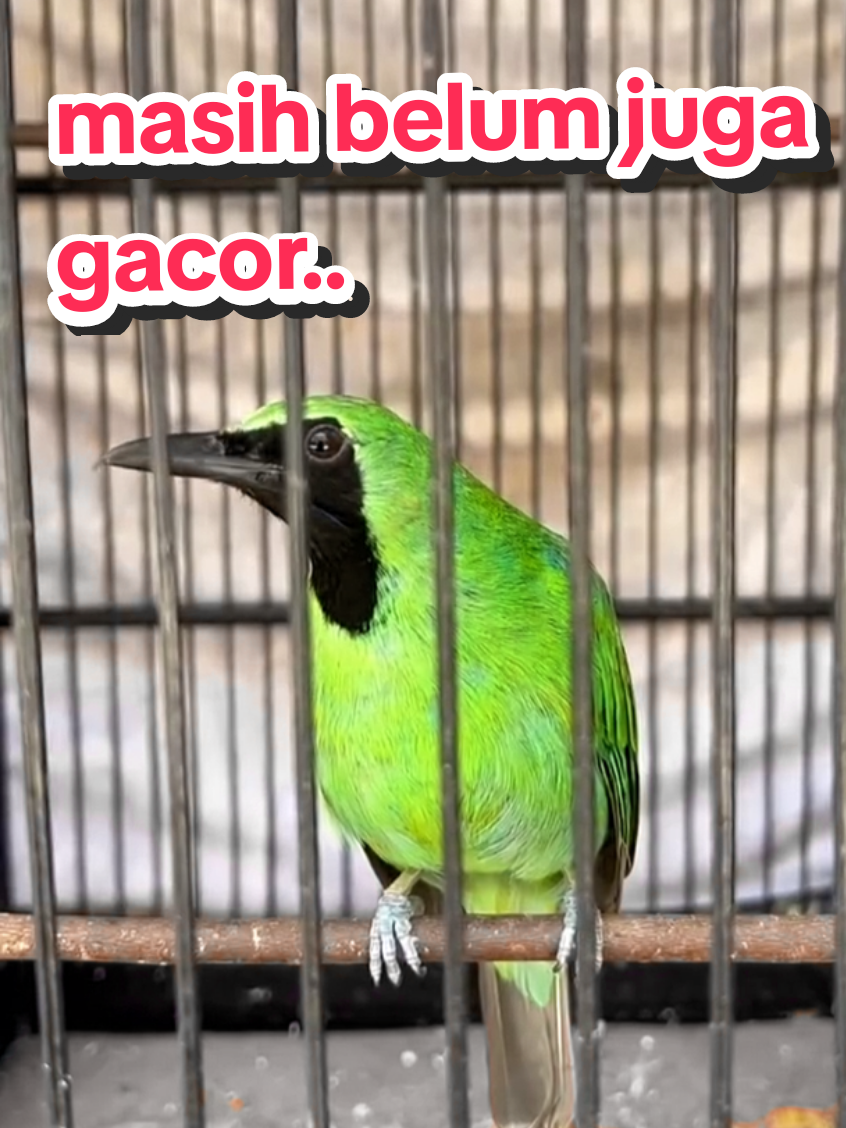 SDH dirawat maksimal dan konsisten,belum juga gacor ...artinya wajib diberi suplemen bang,,#cucakijo #cucakijobanyuwangi #burungviral #burung #burunggacor 