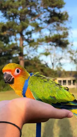 8 total, 4 each! @Noble Feathers #conure #parrotsoftiktok #antiwingclipping #freeflight #cockatielsoftiktok (Species featured in order: 2 cockatiels, Nanday conure, Jenday conure, Hybrid “harligold” macaw, a second Nanday, sun conure, and a gold capped conure) 
