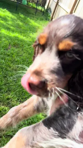 Rolo hunts for grasshoppers every chance he gets 🤦‍♀️ 🤢 #funnypuppy #dogsoftiktok #englishspringerspaniel #nasty #cutedogs 