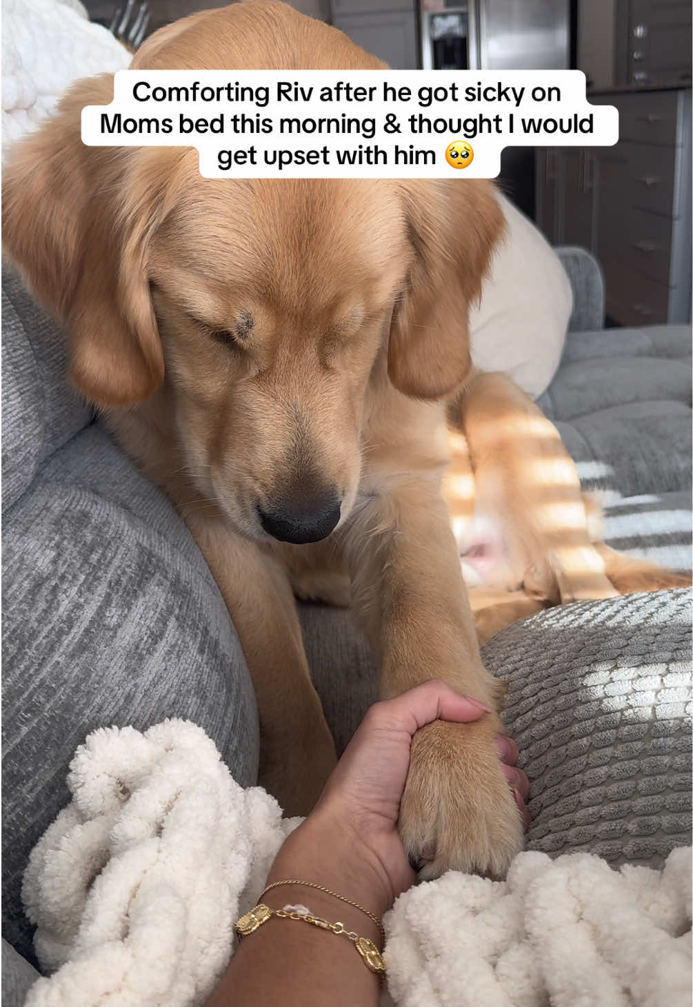 How could anyone even get mad at a face like this ?! #sadboy #momifrewup #goldenretriever #dogsoftiktok #goldenretrieverlife 