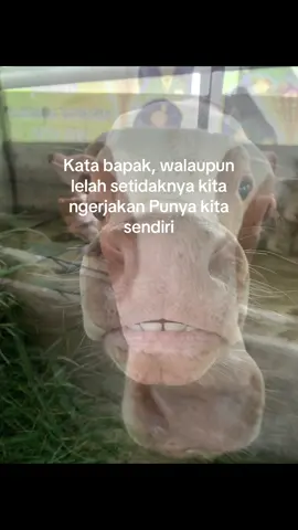 Ora ono libur e tapi nek arep libur kapan wae iso #peternakmuda #peternaksapiindonesia🐂 #sapi #peternaksapiindonesia #peternakmillenial 