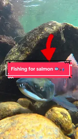 I Fished for SALMON 🐟🎣 @Muskyjohn_ #fishing #fishingvideos #capcut 