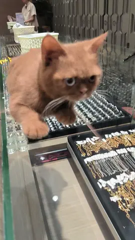 kucing ku gabut malam malam beli emas biar keliatan kalau gak selamanya malam itu gelap wkwkkwkw@hk.mustikagoldofficial @hk.mustikagoldoficiall @adminorder.online 