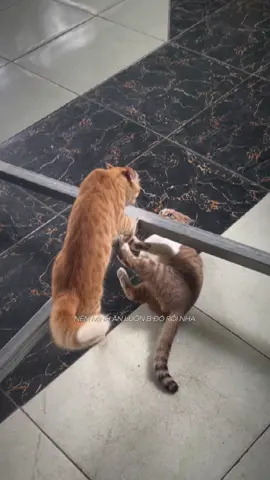 Hôm trước có bạn chê mình béo nên mình ăn luôn bạn đó rồi nhen - Mèo Cam said 😂😂 #meocam #meocamtaitieng #bossvasen #boss #funny 