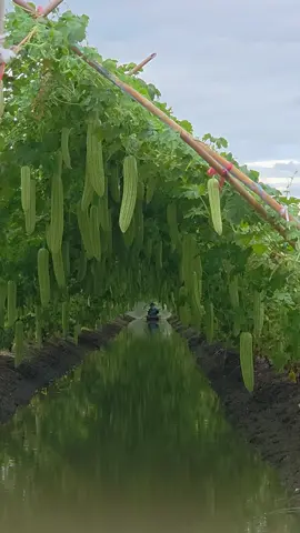 มะระจีนหน้าฝน สวยๆ ดกๆ #แก็งหนูทำได้  #ปลูกมะระจีนยังไงให้ดกลดปัญหาไวรัสยอดแข็งยอดแหลมยอดไอ้โต้ง  #มิสเตอร์จ้าวไก่  #tiktokป้ายยาเกษตรชาวสวน  #เทรนวันนี้ 