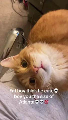 My legs hurt #orangecat #fatcat #catsoftiktok 