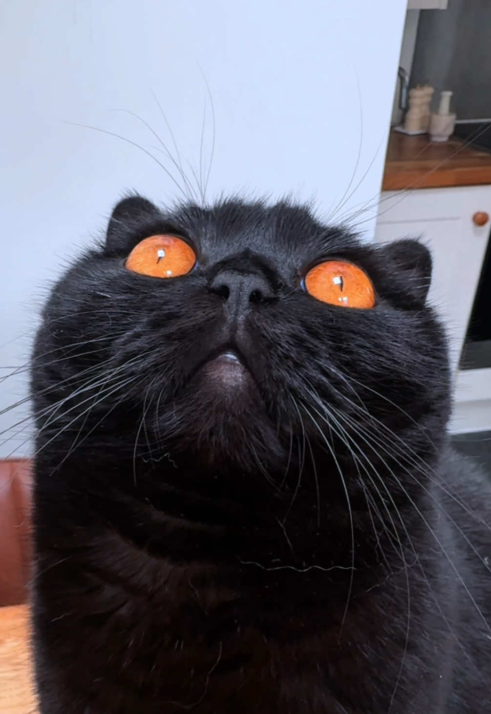 IMPORTANT ANNOUNCEMENT… Me 🐈‍⬛ #blackcat #halloweencat #autumncat 