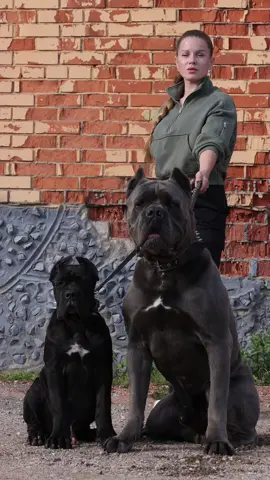 #канекорсобеларусь #canecorso #canecorsoitaliano 