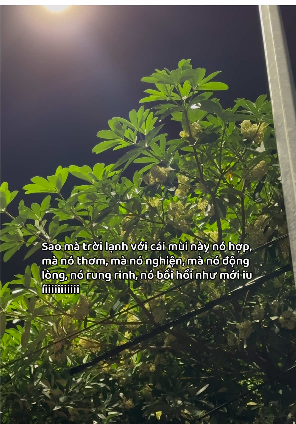 Xin cho tôi 6 tháng trời lạnh kèm hoa sữa. Thanks!🫶🏻🫶🏻#hoasua #muathu #viral #xuhuong 