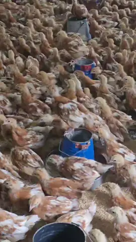 6 weeks old commercial layers which should start laying 12 weeks from now Commercial layers known for the high production of eggs lays upto 72 to 100 weeks Make your order now on:0724575614/0759818181 to secure your flock #commerciallayers  #poultryfarminginkenya  #issabrown #hylinebrown #healthychicks